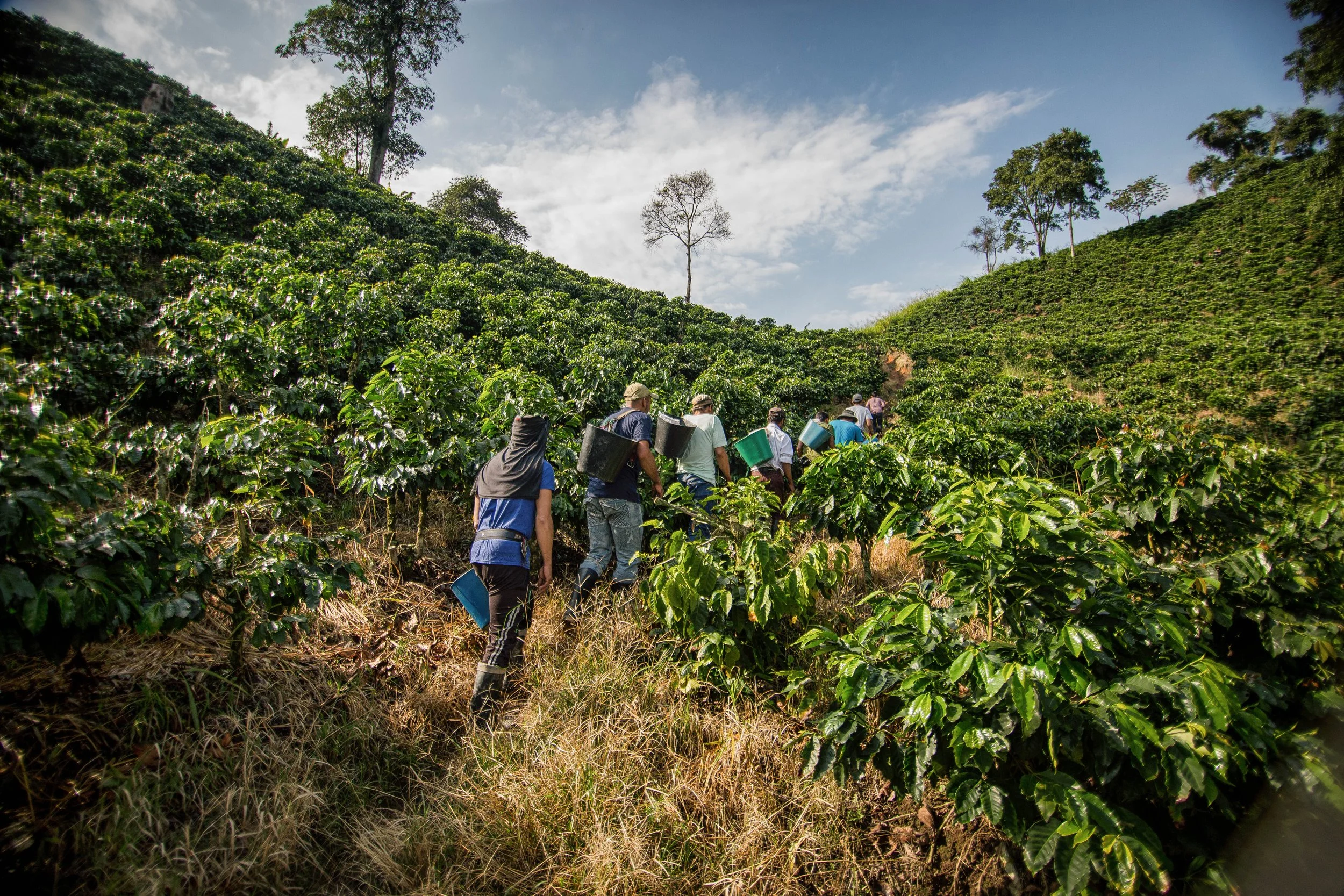 Cafe de Colombia ゴメツ人形 2026 Portrait Country - Café de Colombia — World of Coffee San Diego